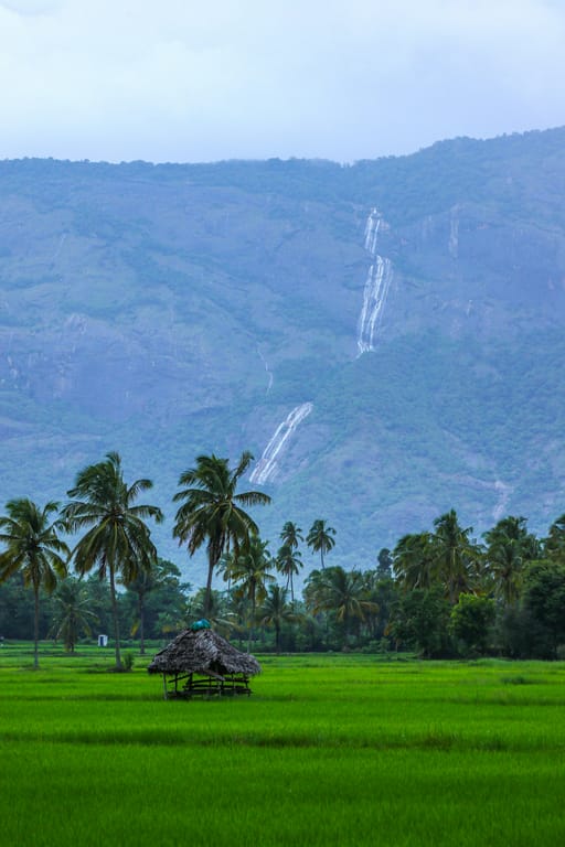 A serene tropical landscape showcasing lush green rice paddies in the foreground with a traditional thatched-roof hut nestled among tall coconut palm trees.