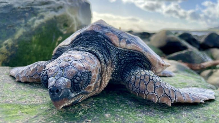 A sea turtle resting on a rocky coastal surface covered with green algae or moss. The turtle appears to be a loggerhead or similar species, displaying