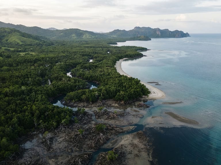 Mangrove forest along a tropical coastline
